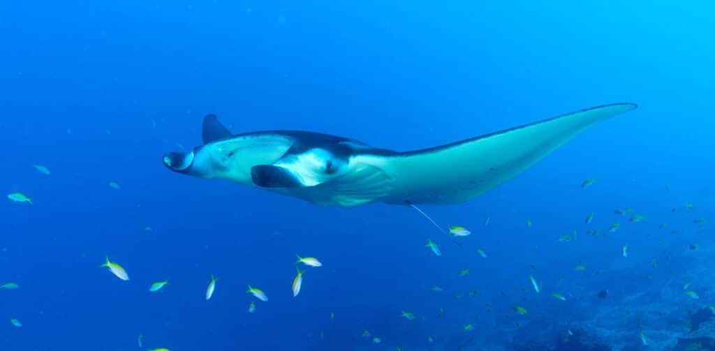 A Manta Ray swimming near the Addu Atoll