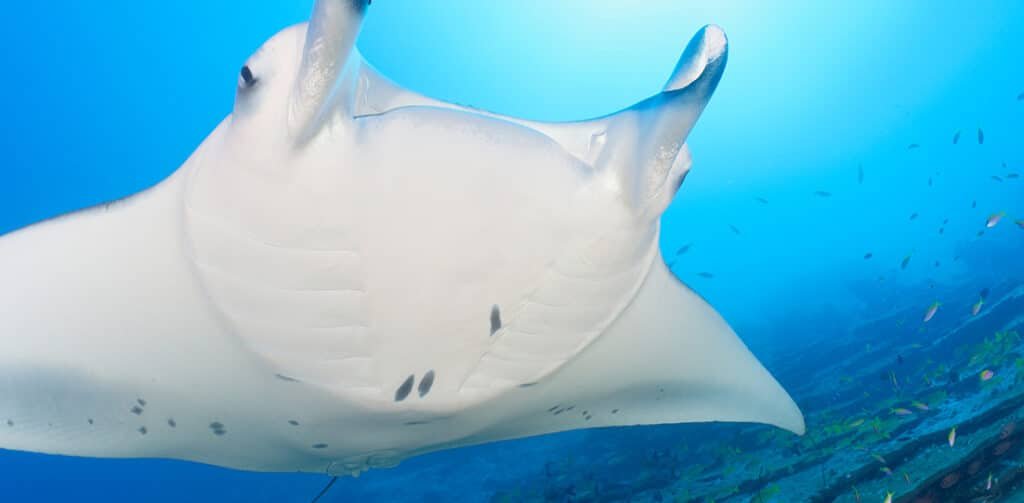 A close-up of a Giant Manta Ray