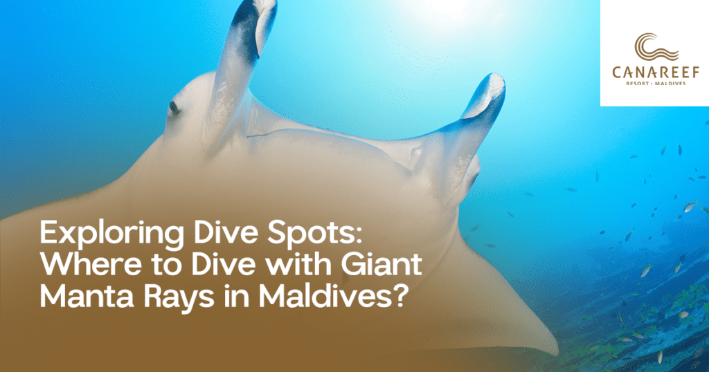 Exploring Dive Spots Where to Dive with Giant Manta Rays in Maldives