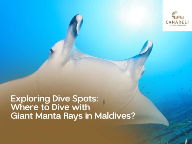 Exploring Dive Spots Where to Dive with Giant Manta Rays in Maldives