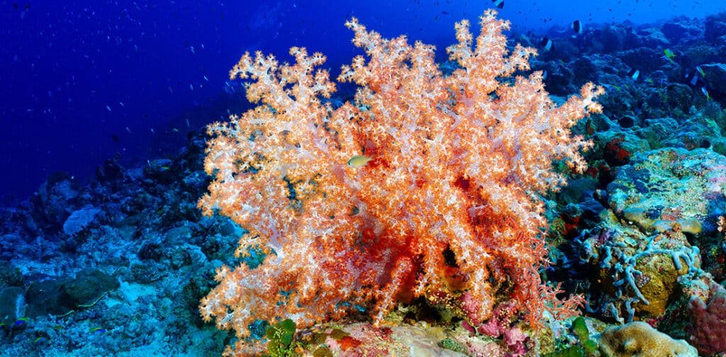 Underwater scenery of a coral reef