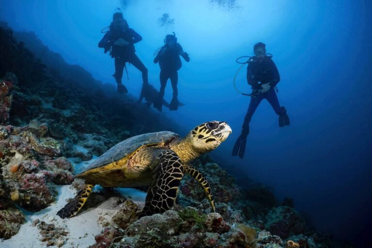 Three People scuba diving watching a turtle under the sea