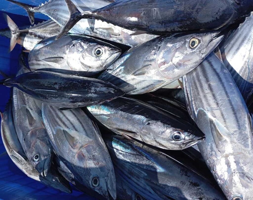 Freshly caught yellowfin tuna on a traditional Maldivian fishing dhoni at Canareef Resort, Addu Atoll, showcasing sustainable pole-and-line fishing